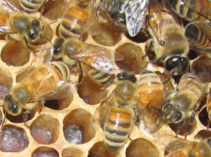 النحلة الأوروبية