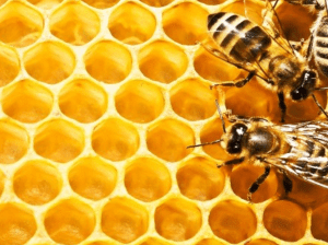 النحلة اللبنانية